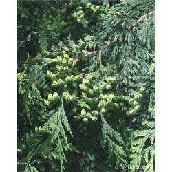 Thuja occidentalis 'Waxen'