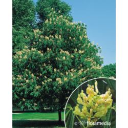 Aesculus flava
