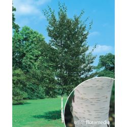 Betula papyrifera