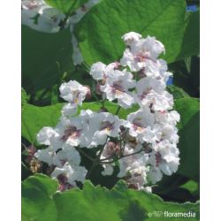 Catalpa bignonioides