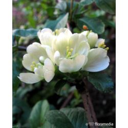 Chaenomeles superba x 'Jet Trail'