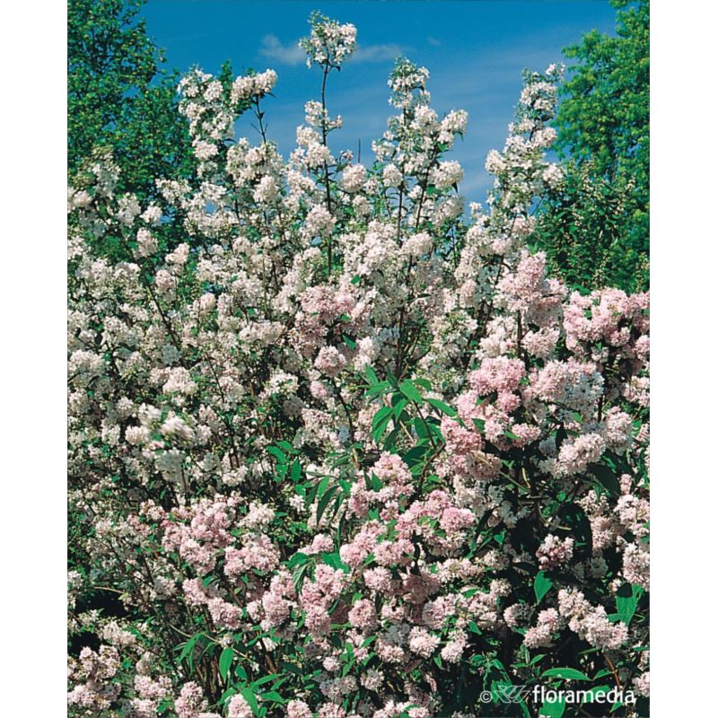 Deutzia hybrida x 'Mont Rose' Deutzia hybrida x 'Mont Rose'