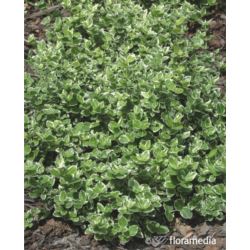 Euonymus fortunei 'Emerald Gaiety'