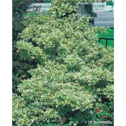 Euonymus fortunei 'Variegatus'
