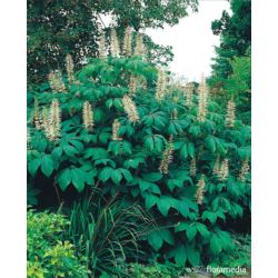 Aesculus parviflora