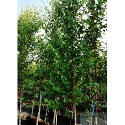 Betula pendula 'Zwitsers Glorie'