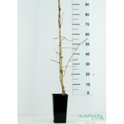 Ginkgo biloba 'Kořínek'