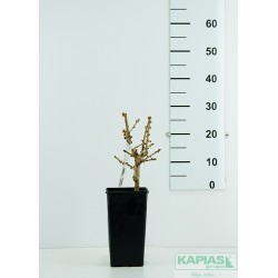 Ginkgo biloba 'Mariken'