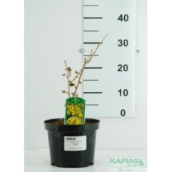 Hamamelis intermedia x 'Pallida'