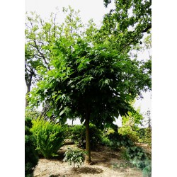 Morus alba 'Macrophylla'