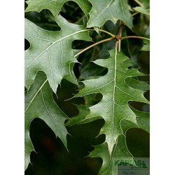 Quercus palustris