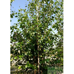 Betula utilis 'Doorenbos'