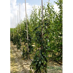 Fagus sylvatica 'Pendula'
