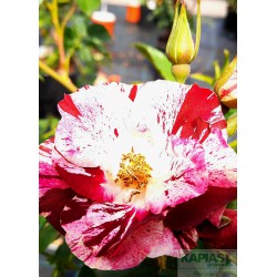 Rosa PURPLE SPLASH® 'Wekspitrib' PBR