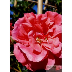 Rosa ROSARIUM UETERSEN 'Kortersen'