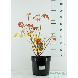 Viburnum opulus