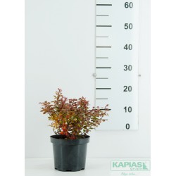 Berberis thunbergii 'Daisy' PBR