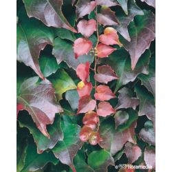 Parthenocissus tricuspidata 'Veitchii'