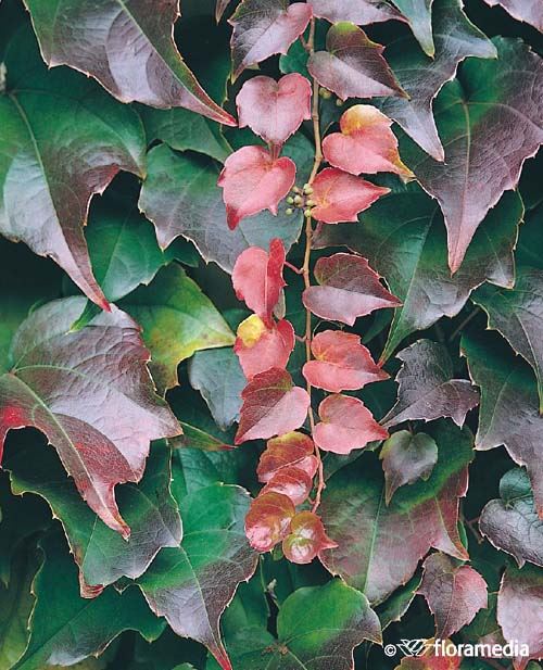 Parthenocissus tricuspidata 'Veitchii' Parthenocissus tricuspidata 'Veitchii'