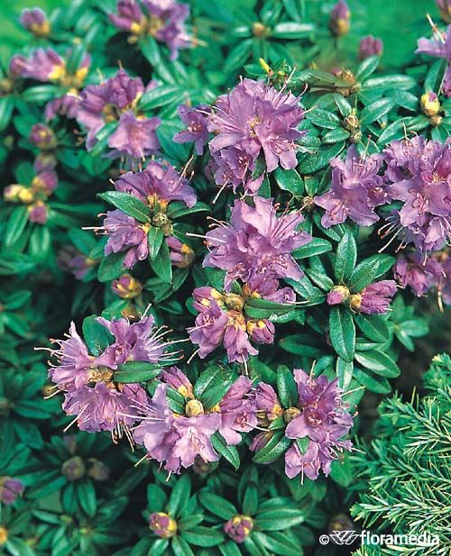 Rhododendron 'Azurika' Rhododendron 'Azurika'