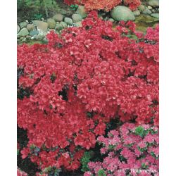 Azalea japonica 'Maruschka'