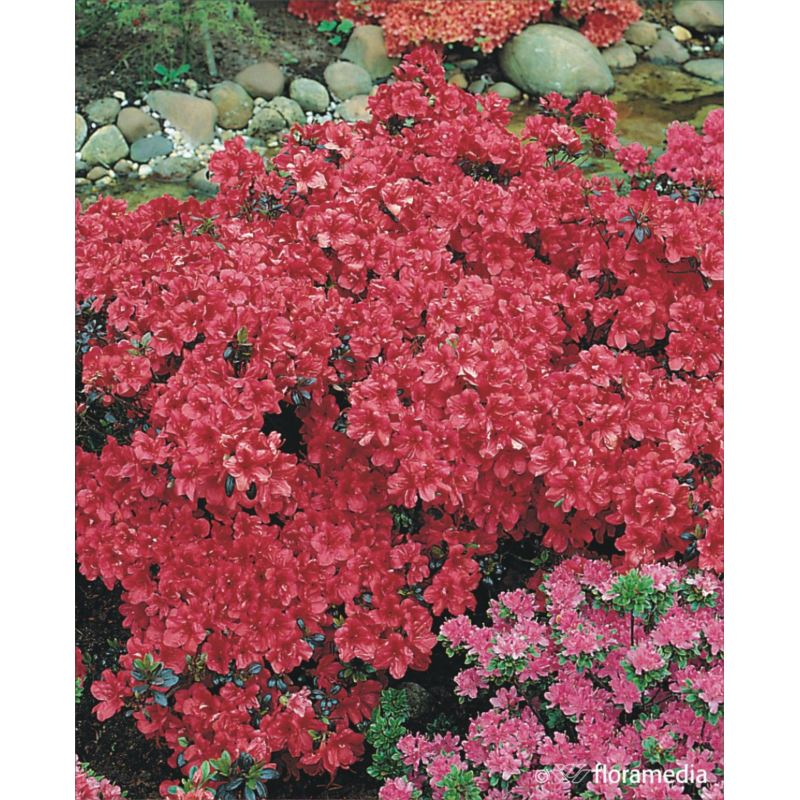 Azalea japonica 'Maruschka' Azalea japonica 'Maruschka'