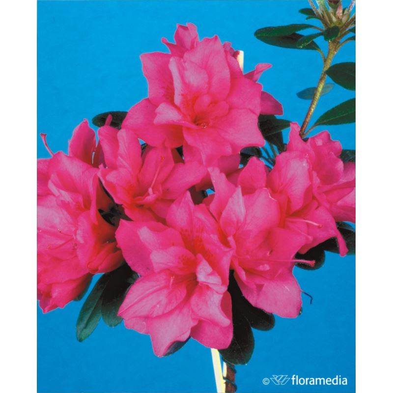 Azalea japonica 'Melina' Azalea japonica 'Melina'