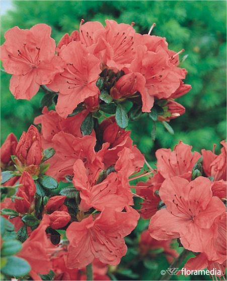 Azalea japonica GEISHA ORANGE 'Satschiko' Azalea japonica GEISHA ORANGE 'Satschiko'