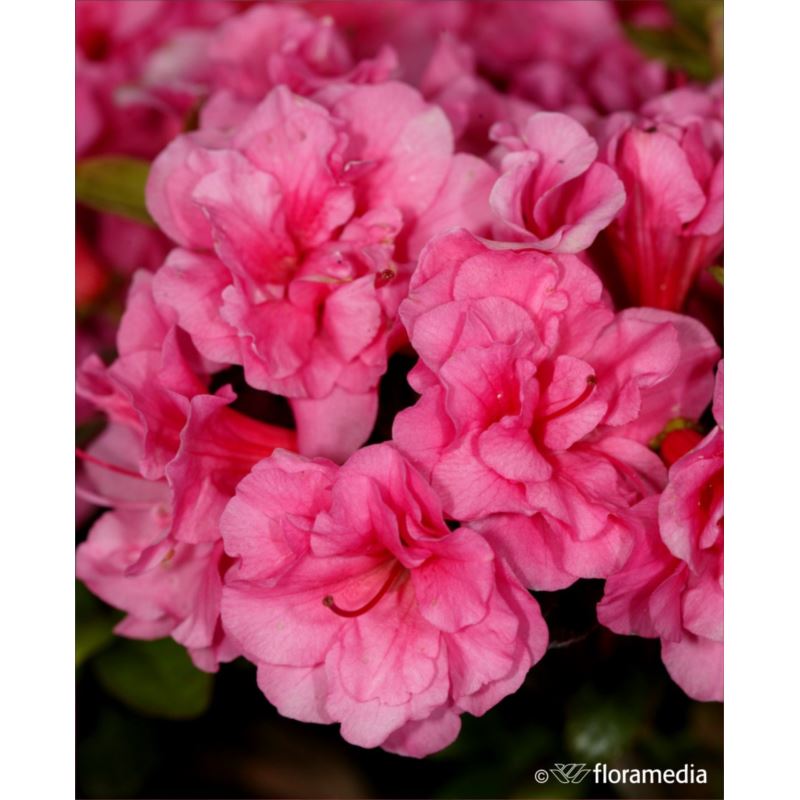 Azalea japonica BABUSCHKA 'Hachbabu' Azalea japonica BABUSCHKA 'Hachbabu'