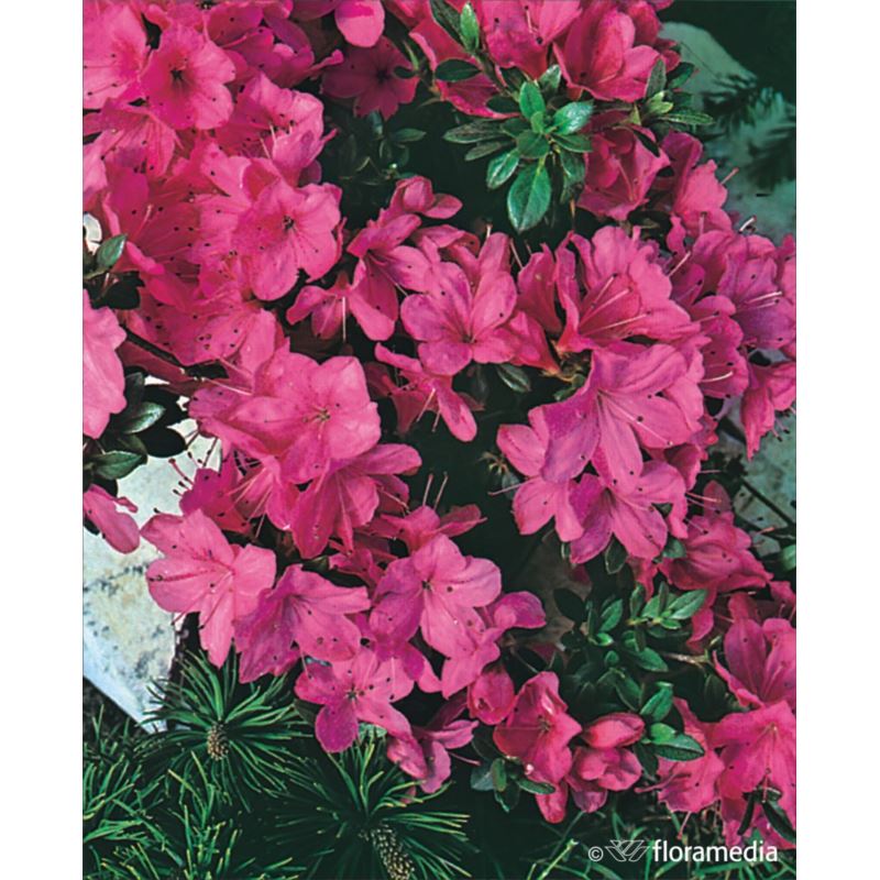 Azalea japonica 'Anne Frank' Azalea japonica 'Anne Frank'