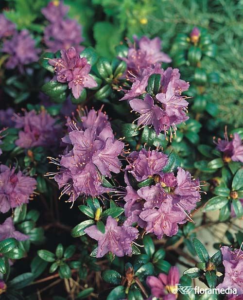 Rhododendron 'Blue Tit' Rhododendron 'Blue Tit'
