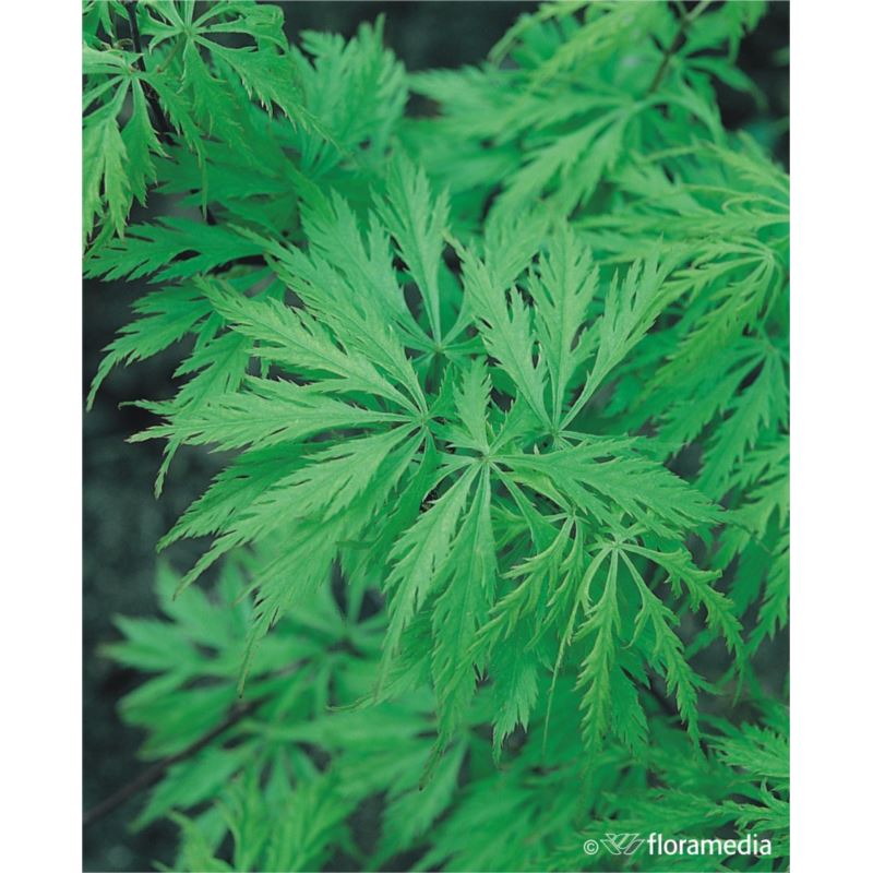 Acer palmatum 'Dissectum' Acer palmatum 'Dissectum'