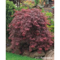 Acer palmatum 'Garnet'