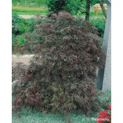 Acer palmatum 'Inaba-shidare'
