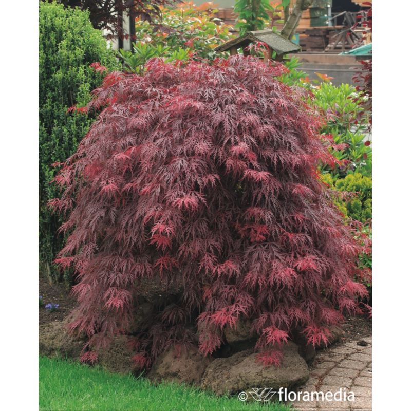 Acer palmatum 'Garnet' Acer palmatum 'Garnet'