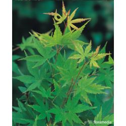 Acer palmatum 'Sangokaku'