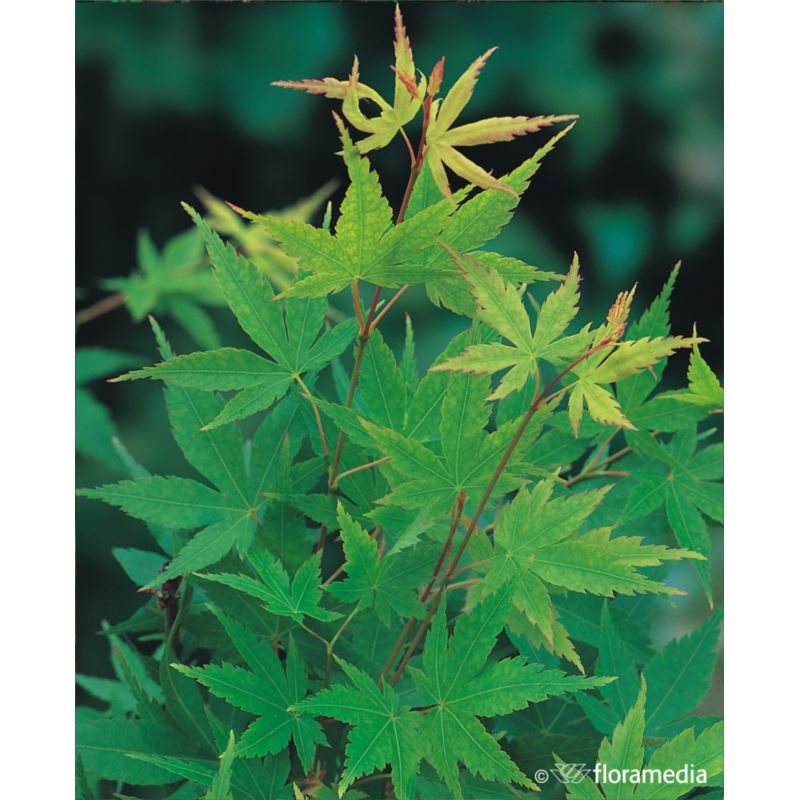 Acer palmatum 'Sangokaku' Acer palmatum 'Sangokaku'