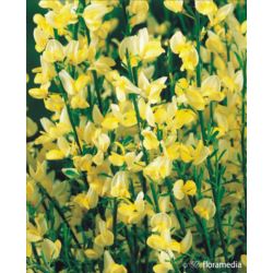 Cytisus praecox