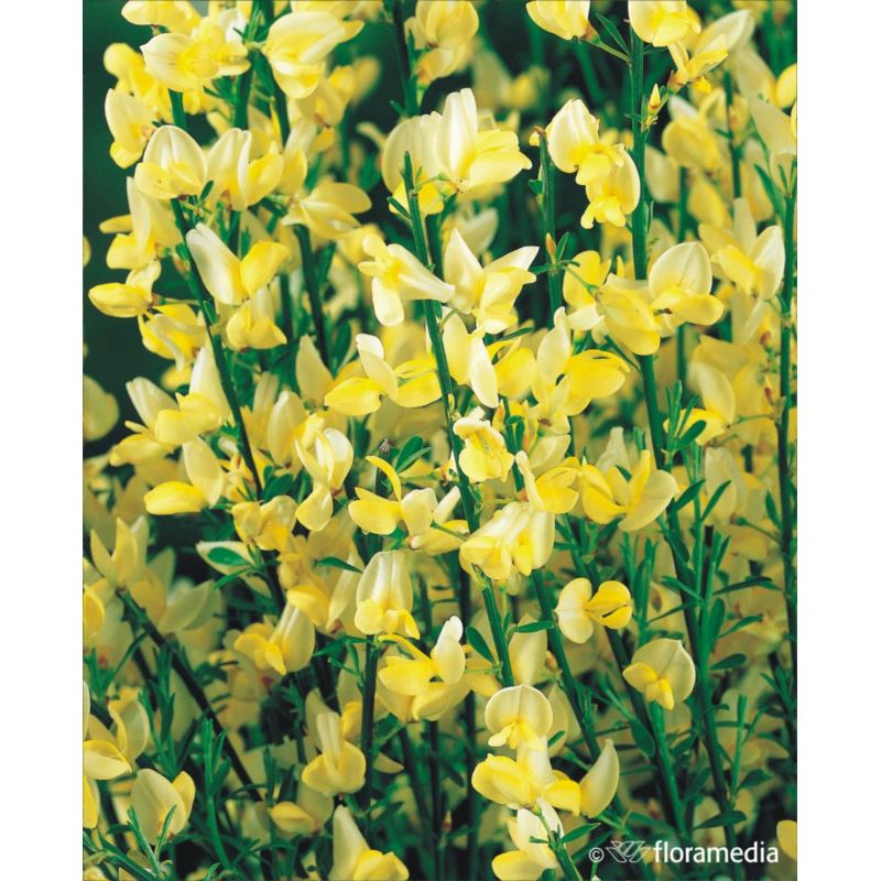 Cytisus praecox Cytisus praecox
