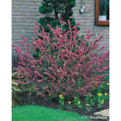 Daphne mezereum 'Rubra'