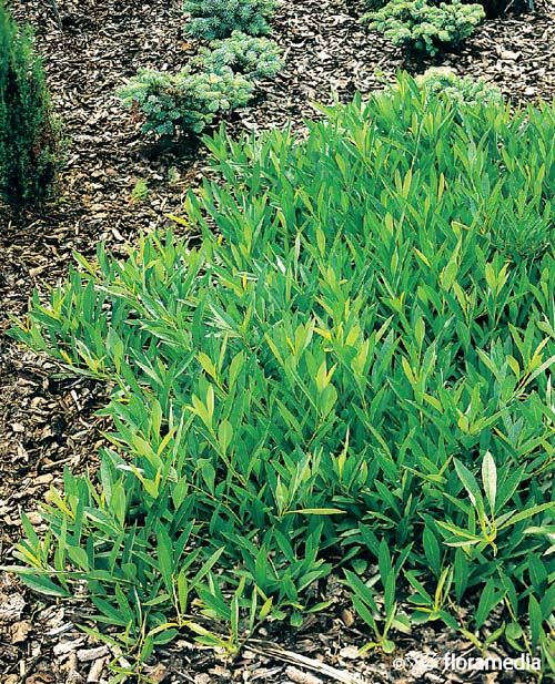Prunus pumila var. depressa Prunus pumila var. depressa
