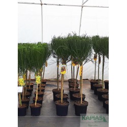 Cytisus