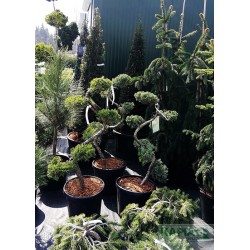 Juniperus virginiana 'Grey Owl'