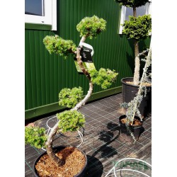 Larix kaempferi