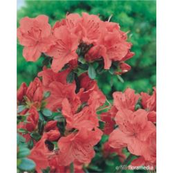 Azalea japonica GEISHA ORANGE 'Satschiko'