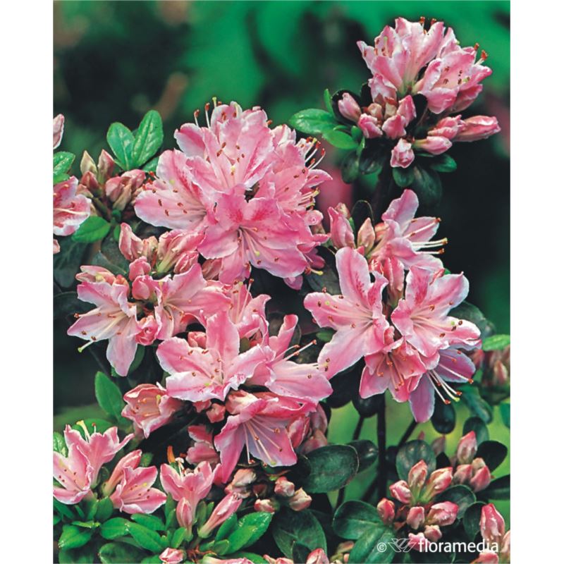 Azalea japonica 'Kermesina Rosé' Azalea japonica 'Kermesina Rosé'