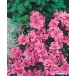 Azalea japonica 'Rokoko'