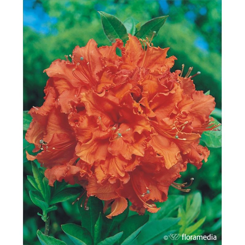 Rhododendron 'Gibraltar' Rhododendron 'Gibraltar'
