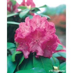 Rhododendron 'Germania'