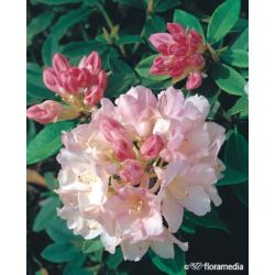 Rhododendron 'Golden Torch'